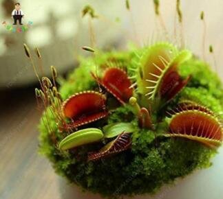 100 Pcs/Pack Seeds Giant Dionaea Muscipula Carnivorous Plants Fresh Garden