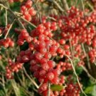 100 Autumn Olive Plant Seeds Fresh Garden