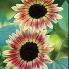 Strawberry Blonde Sunflower 100 Seeds Fresh Garden
