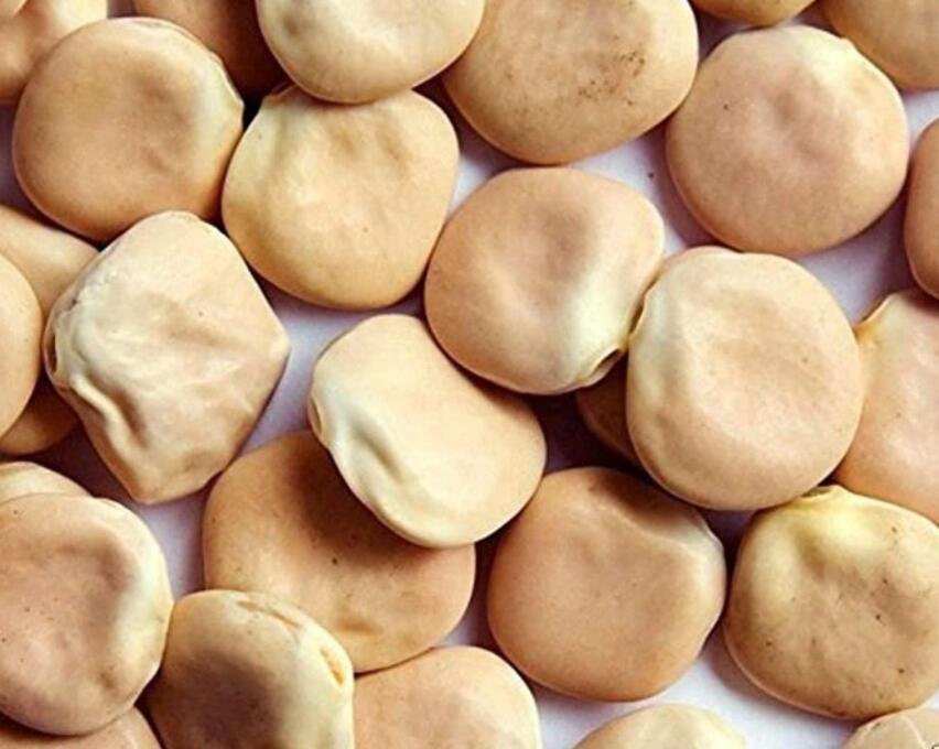 100 Seeds Lupini Beans Seed Sweet Lupini lupinus Albus Fresh Garden