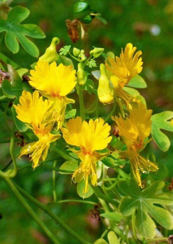 70 Seeds Canary Creeper Nasturtium Vine Tropaeolum Peregrinum Yellow Bird Flower Seeds Fresh Garden