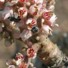 Boswellia serrata Indian Frankincense Salai Guggal 5 Seeds Fresh Garden