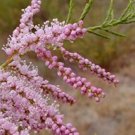 50 Tamarix ramosissima Plant Seeds Fresh Garden