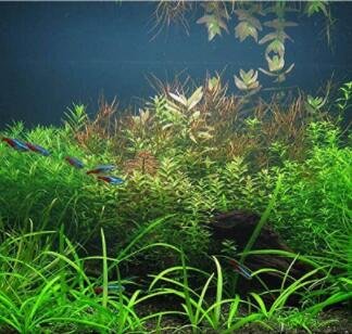 1000 SEEDS Mixed Aquatic Plants Bulk Aquarium Grass Water Mixed Fresh Garden