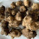 50 Seeds Organic Jerusalem Artichoke Roots Healthy Foods Selling As Seeds Fresh Garden