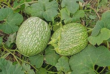 20pcs Fin Melon Chilacayote Fig Leaved Malabar Gourd Plant Seeds Fresh Garden