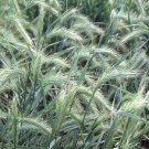200 Canada Wild Rye Seeds Elymus Canadensis Easy to Seasons Fresh Garden