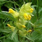 25 Yellow Rattle Rhinanthus Minor Plant Seeds Fresh Garden