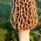 50Pcs seeds Delicious Mushroom Bonsai Organic Green Food Funny Succulents Fresh Garden