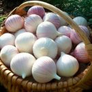 50 Seeds Giant Garlic Bulbils Lyubasha Winter(not Cloves) Elephant Organic Fresh Garden