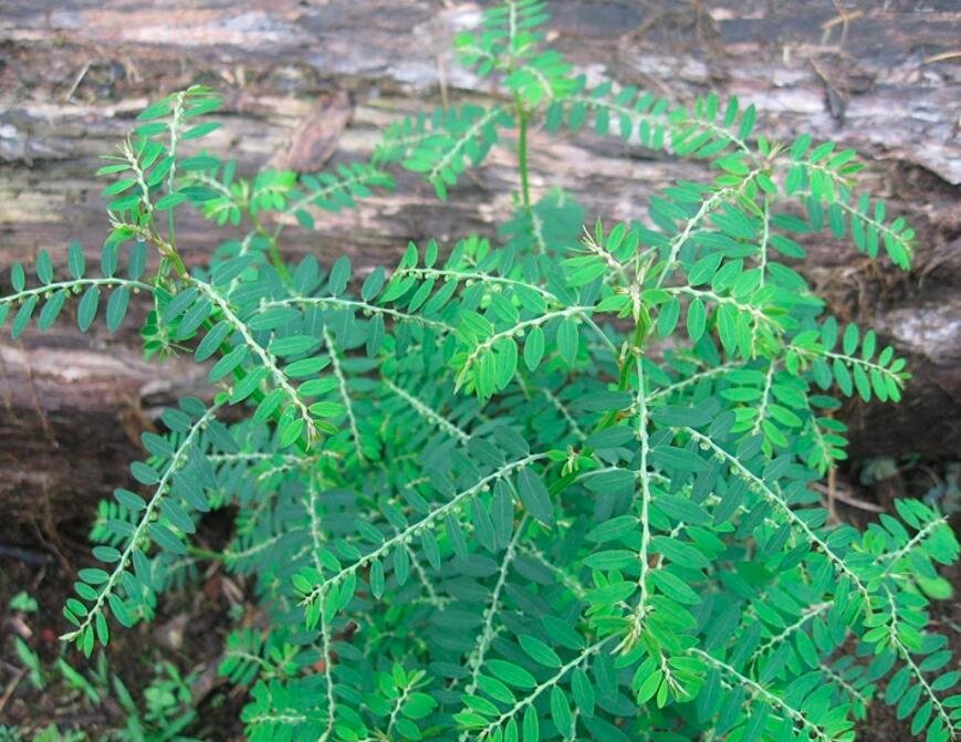 Phyllanthus Niruri Bhuiamla Green Chanca Piedra 50 Seeds Fresh Garden