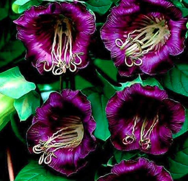25 Seeds Cobee Violette/Cobaea/Flower Fresh Garden