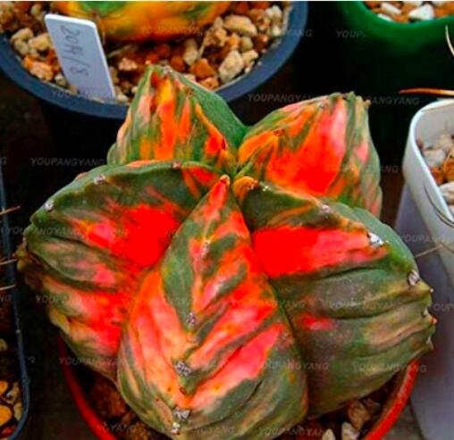 200PCS Mixed Cactus Seeds Fresh Garden