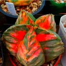 200PCS Mixed Cactus Seeds Fresh Garden