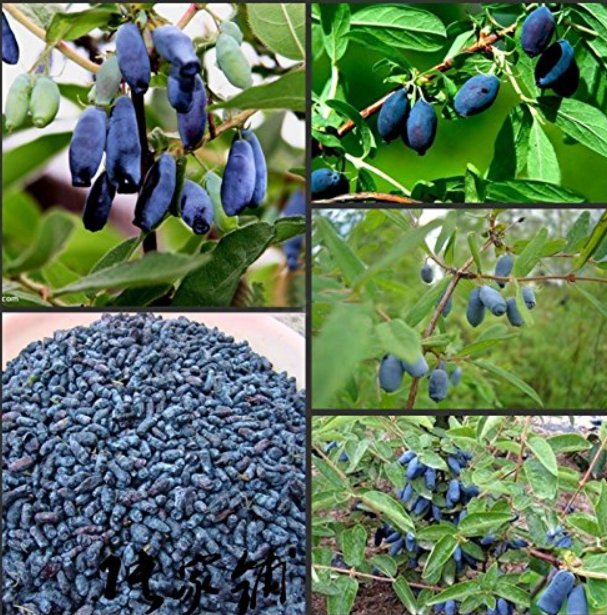 200Pcs/Pack Lonicera Caerulea Fruit Seeds Home Garden Plants Honeyberry Blueberry Seeds Fresh Garden
