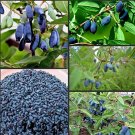 200Pcs/Pack Lonicera Caerulea Fruit Seeds Home Garden Plants Honeyberry Blueberry Seeds Fresh Garden