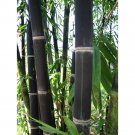 50 seeds/bag rare BLACK BAMBOO SEEDS - Phyllostachys Nigra Dendrocalamus asper Fresh Garden