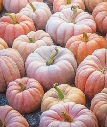 100PCS DeeplyRibbed Pumpkin Seeds Fresh Garden