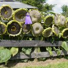 Mongolian Giant Sunflower 15 Seeds Fresh Garden