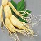 Chinese Ginseng seeds Ashwaganda, 6 Seeds Fresh Garden