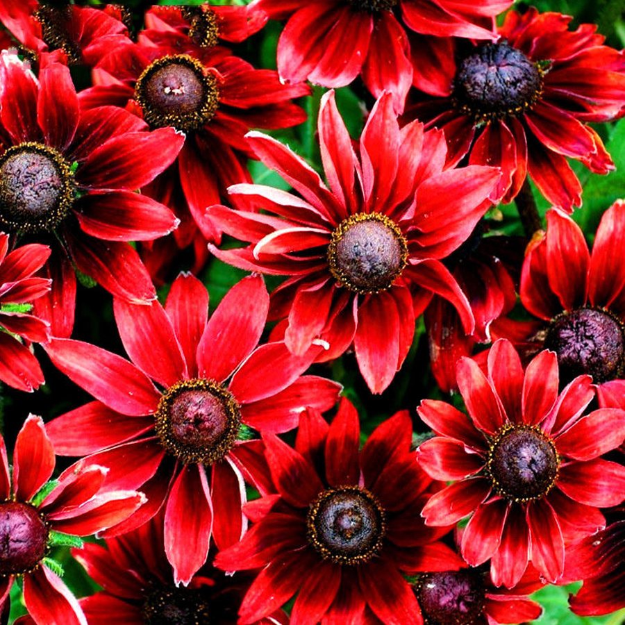 Cherry Dark Red Black Eyed Coneflowers Echinacea 200 Seeds Fresh Garden