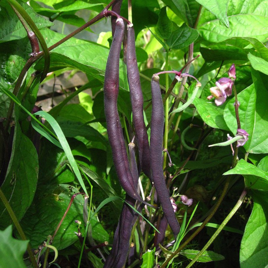 Heirloom Dark Bush Bean 'Royal Burgundy' Phaseolus vulgaris 15 Seeds Original Pack Fresh Garden