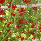 200pcs Italian Tree Tomato Trip L Crop Seeds Vine Tomato Climbing Tomato Tree Seeds Fresh Garden