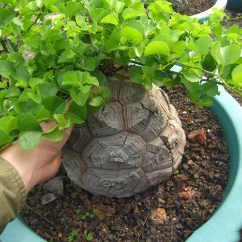 Dioscorea Elephantipes Imported Elephant's Foot Yam 5 Seeds Fresh Garden
