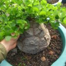 Dioscorea Elephantipes Imported Elephant's Foot Yam 5 Seeds Fresh Garden