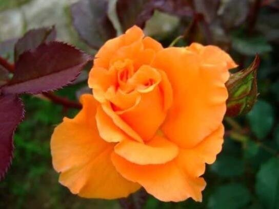 100PCS Orange Rose Seeds Fresh Garden