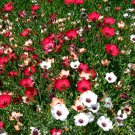 300Pcs Linum Usitatissimum Seeds Mixed Flower Seeds Fresh Garden