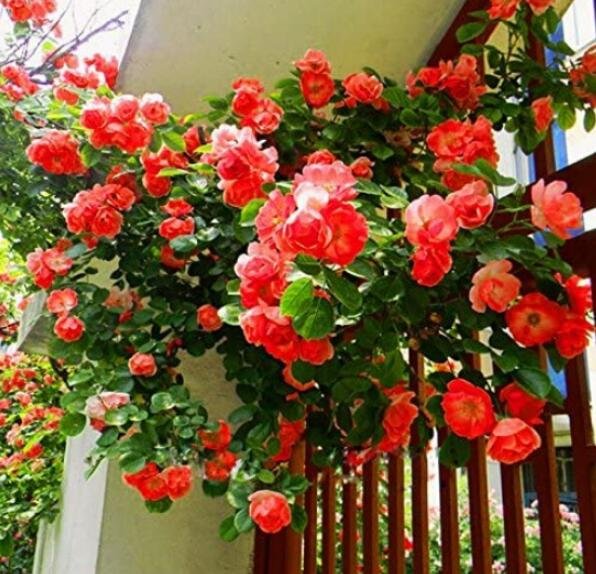 100Pcs Garden Rose Seeds Big Double Flowers Climbing Plants Red Fresh Garden