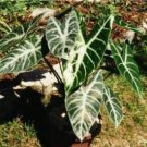 100Pcs Alocasia Lowii Polly Amazonica Indoor Plant Ornamental Plant Seeds Fresh Garden