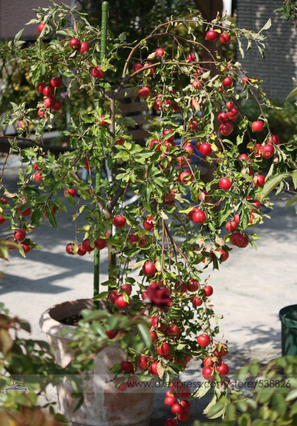 Unusual Dwaft Weeping Wickson Red Apple Tree Extraordinary Sweetness 10 Seeds Pack Fresh Garden