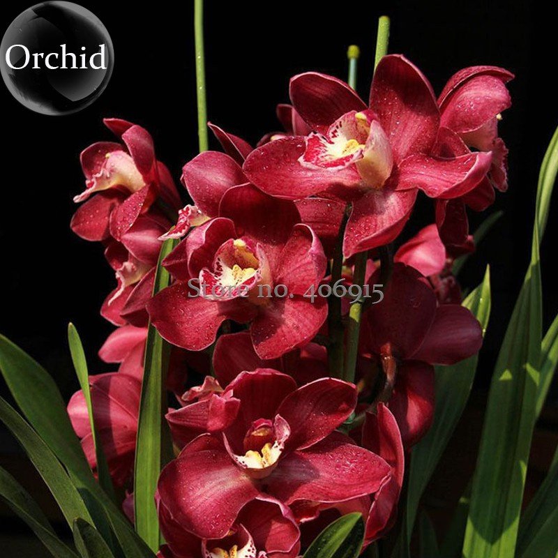 Rare Wild Orchids Dark Red Colors Perennial Flowers 100 Seeds Light Fragrant Indoor Potted Landscape