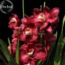 Rare Wild Orchids Dark Red Colors Perennial Flowers 100 Seeds Light Fragrant Indoor Potted Landscape