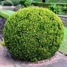 1000 Seeds Evergreen Ornamental Boxwood Shrub Green Tree Fresh Garden