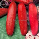 Hmong Red Cucumber Cucumis Sativus 20 Seeds Edible Organic Fresh Garden