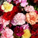 Rare Mixed Colorful Caryophyllus Carnation Flowers 50 Seeds Mother Flowers Fresh Garden