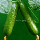 Heirloom Fruits Cucumber Vegetables 20 Seeds Fresh Garden
