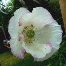 Rare Beautiful White Poppy Flowers With Little Red Spots 100 Seeds Fresh Garden