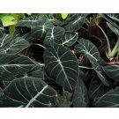 Alocasia Elephant Ear Seeds Taro Black Velvet Alocasia Reginula 20Pcs Pack Fresh Garden