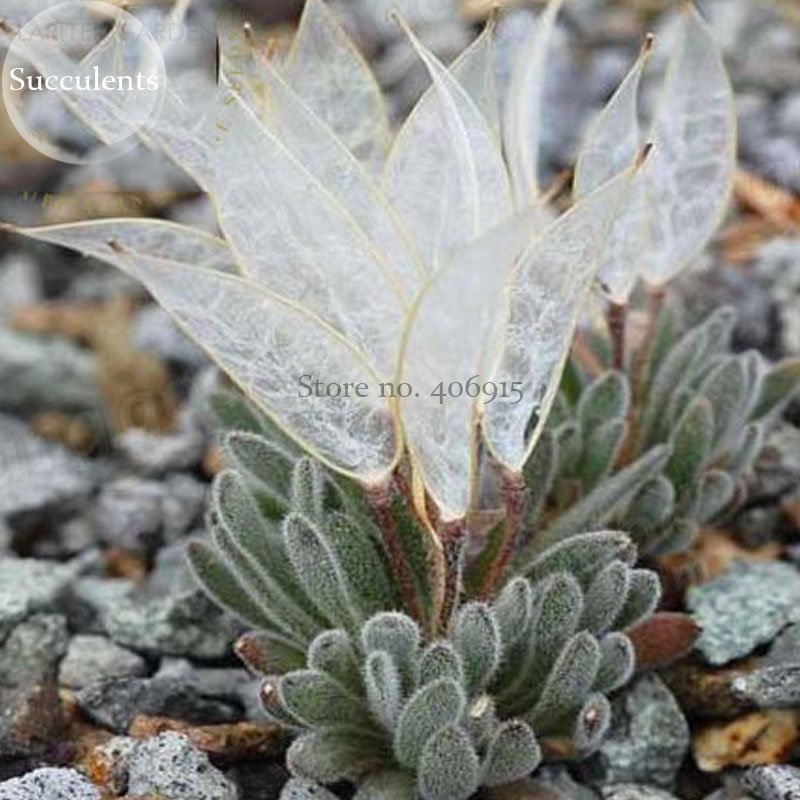 Imported Snow Princess Succulent With Transparent Flowers 10 Seeds Bonsai Interesting Plants Fresh G
