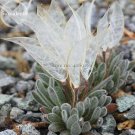 Imported Snow Princess Succulent With Transparent Flowers 10 Seeds Bonsai Interesting Plants Fresh G