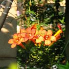 Hanging Orange Morning Glory Flower 50 Seeds Very Plants Fresh Garden