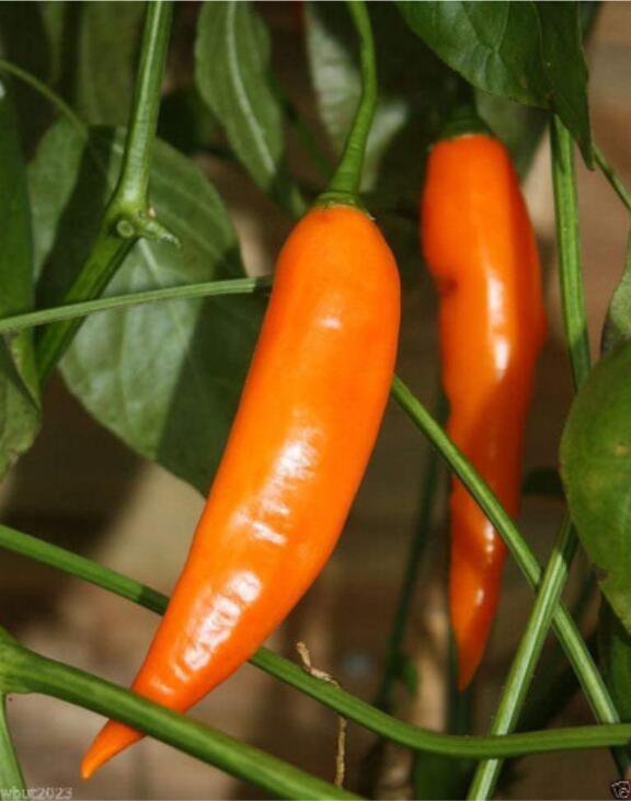 100Pcs Aji Amarillo Chile Seeds Fresh Garden