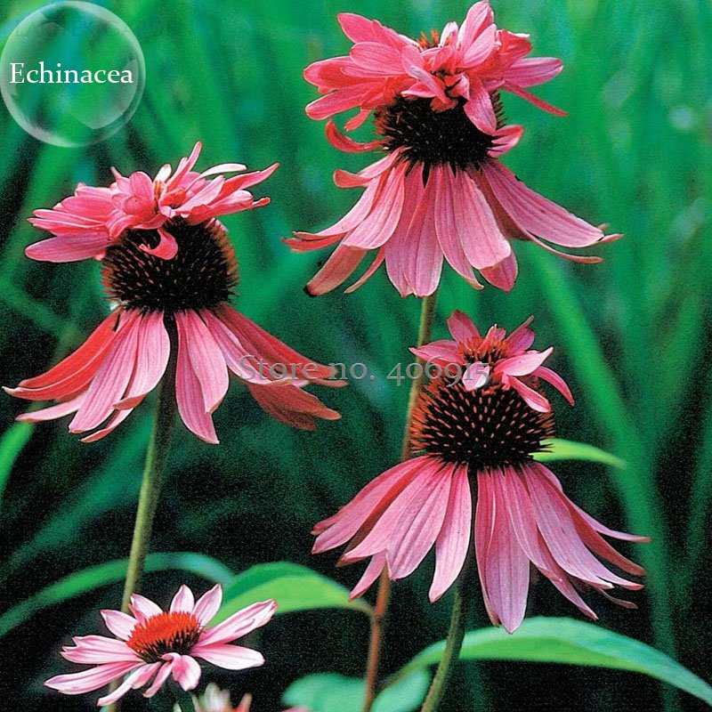 Rare Princess Crown Red Pink Echinacea Coneflowers Perennial Plants 100 Seeds Fresh Garden