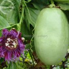 Rare Wind Granadilla Passion Fruit Perennial Climbing Flower 20 Seeds Fresh Garden