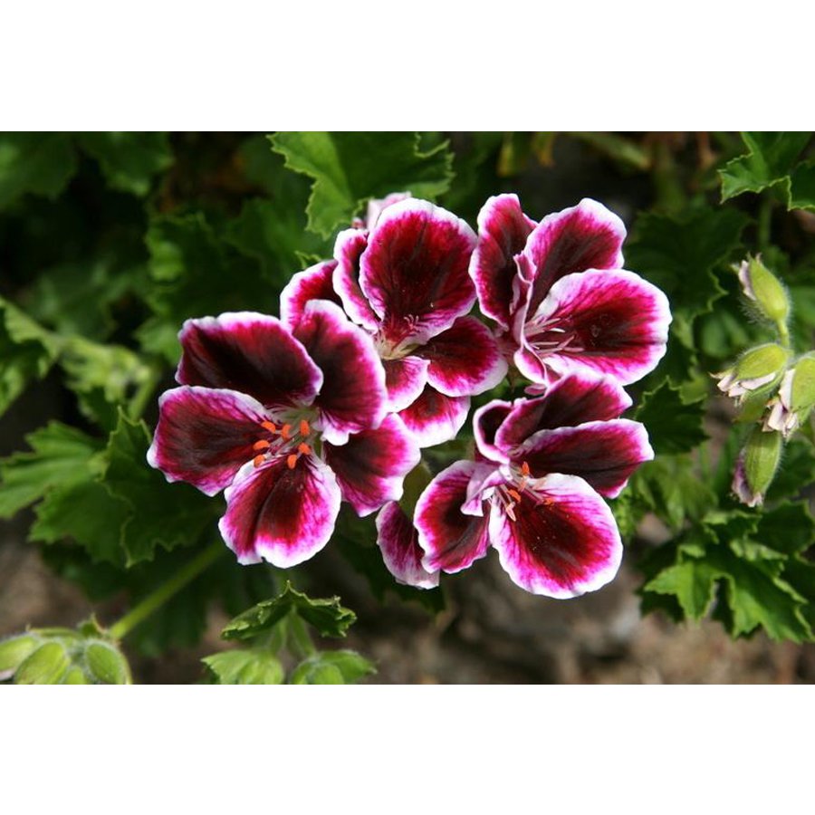 10Pcs Geranium Elegance Imperial Flower Seeds Rich Burgundy Purple Perennial Pelargonium Flowers Fre