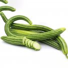 Cucumber Armenia Vegetable 50 Seeds Organic 1 Meter Long Fresh Garden